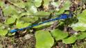 Argia elongata (Thorn-tipped Dancer).jpg